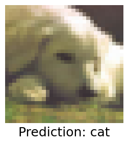 Dog classified as cat